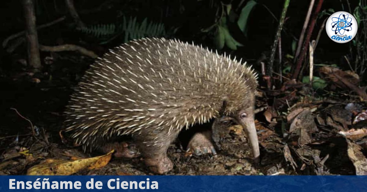 Redescubren un mamífero que pone huevos y creían extinto desde hace 60