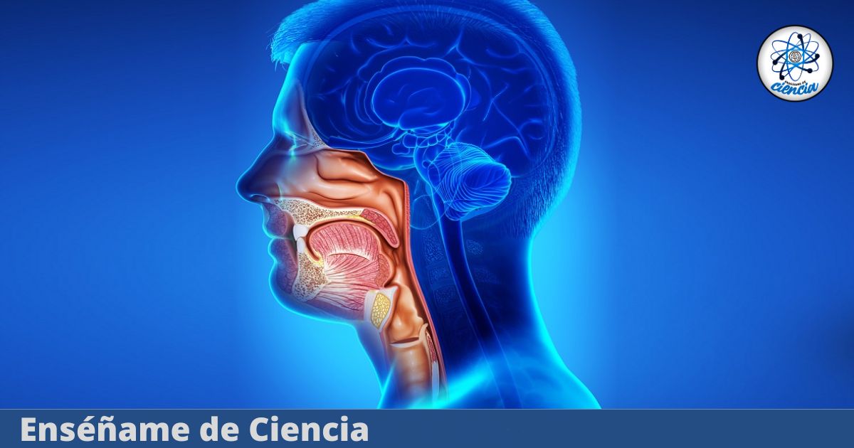 Reciente investigación revela un posible tratamiento contra el cáncer de cabeza y cuello